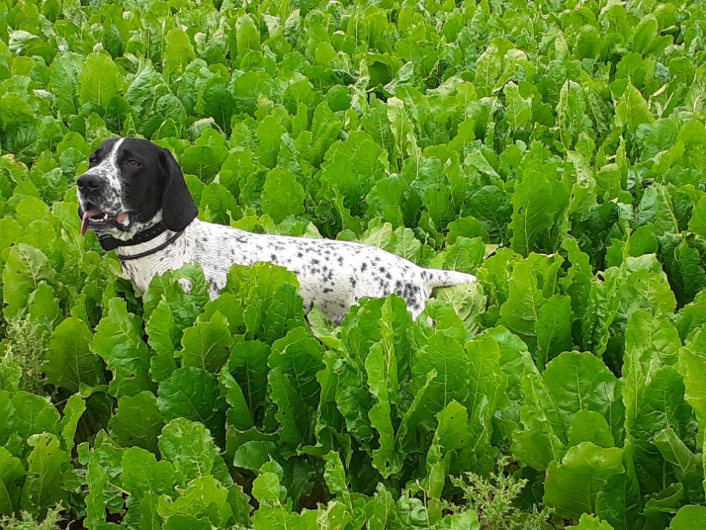 Du Pays Des Hautes Falaises - préparation 