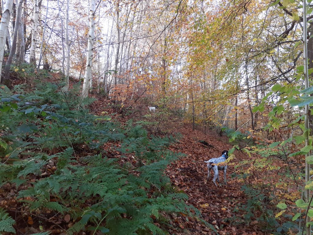 Du Pays Des Hautes Falaises - Chasse 