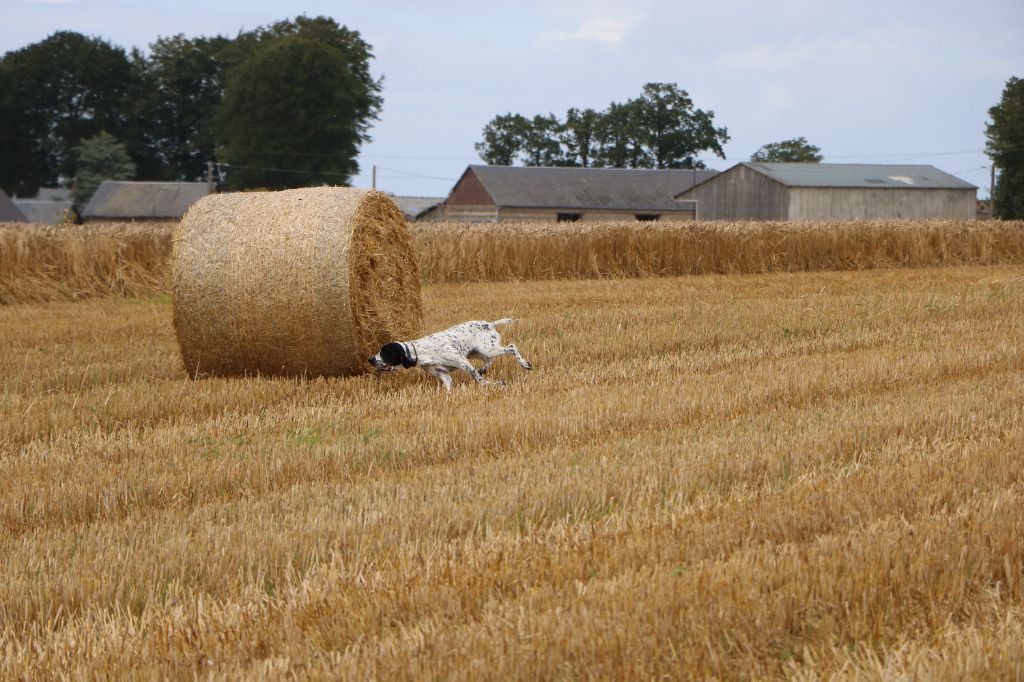 Du Pays Des Hautes Falaises - Chasse 