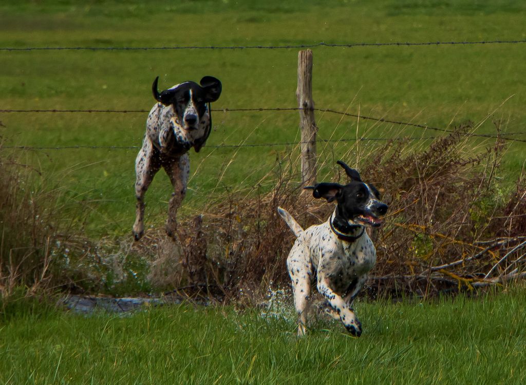 Du Pays Des Hautes Falaises - Dernière journée de chasse